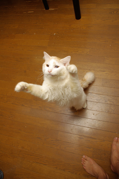 さっ!ササミ祭り!_a0028451_12543178.jpg