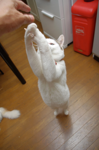 さっ!ササミ祭り!_a0028451_12544330.jpg
