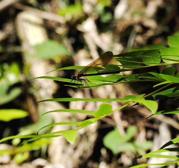 d0091754_375664.jpg