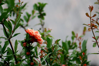 c0016056_17562275.jpg