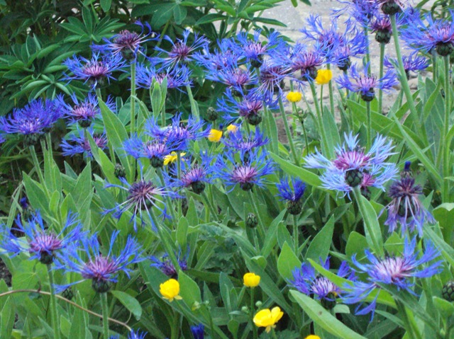 ５月のアルバム その５ 青紫色の花たち 紅茶国c村の日々