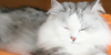 たまころがしが上手な猫さん_d0165160_10265194.jpg