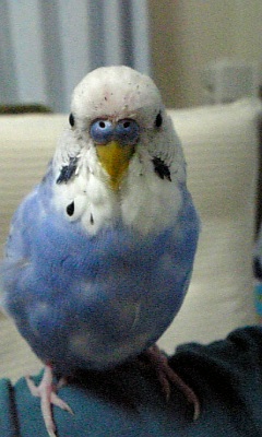 ぼくは ダイエット中 54gのメタボセキセイインコ Tot 小鳥さんとルームシェアの巻 ぼくは ダイエット中 54gのメタボセキセイインコ Tot 小鳥さんとルームシェアの巻