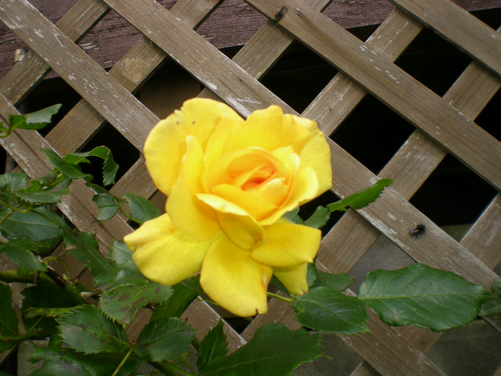 2010年5月26日、愛ちゃんがブルブル~!_f0060461_9285434.jpg