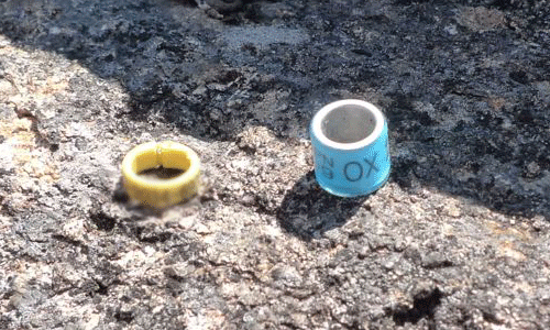 e0010166_22501145.gif