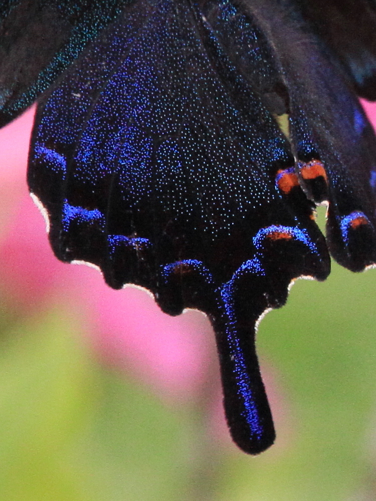 カラスアゲハ　深い緑に吸い込まれ。　2010.5.22埼玉県その４_a0146869_56128.jpg