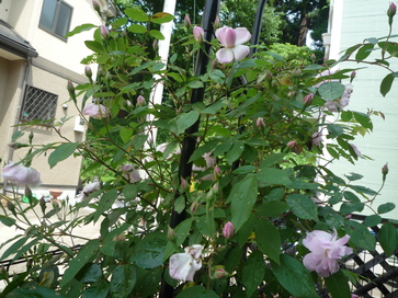 a0061973_9274971.jpg