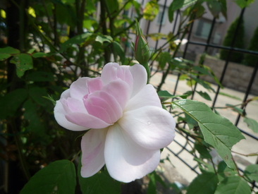 a0061973_9285668.jpg
