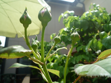 a0061973_9291894.jpg