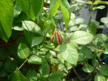 a0061973_9295650.jpg