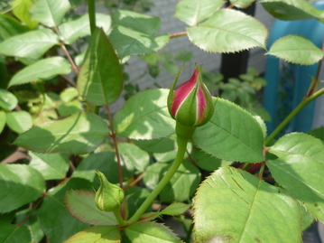 a0061973_9301890.jpg