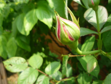 a0061973_9303661.jpg
