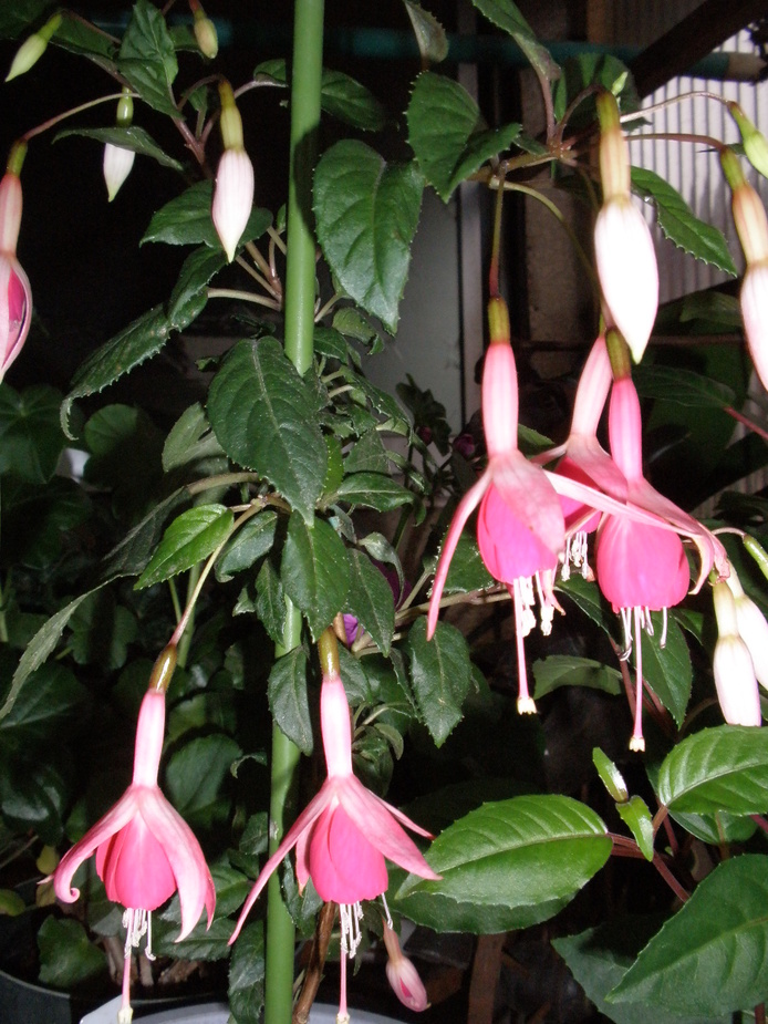 b0157276_2174330.jpg