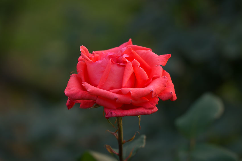e0153076_22342713.jpg