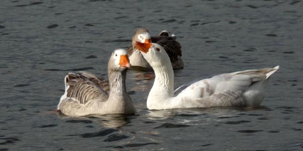 虹と鳥たち　（♪ケルティック・ウーマン、ヘイリー）_e0133780_13485828.jpg