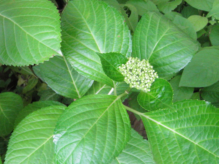 c0132387_2335619.jpg
