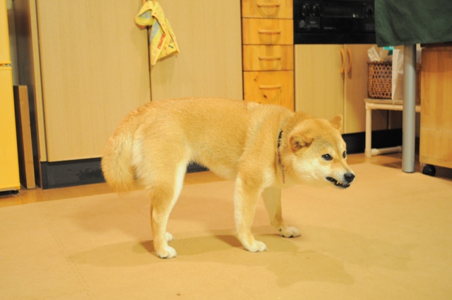 小さな小さなつつじちゃん_a0126590_23571744.jpg
