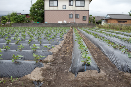 雨の鹿児島サツマイモ研修_f0070493_2001885.jpg