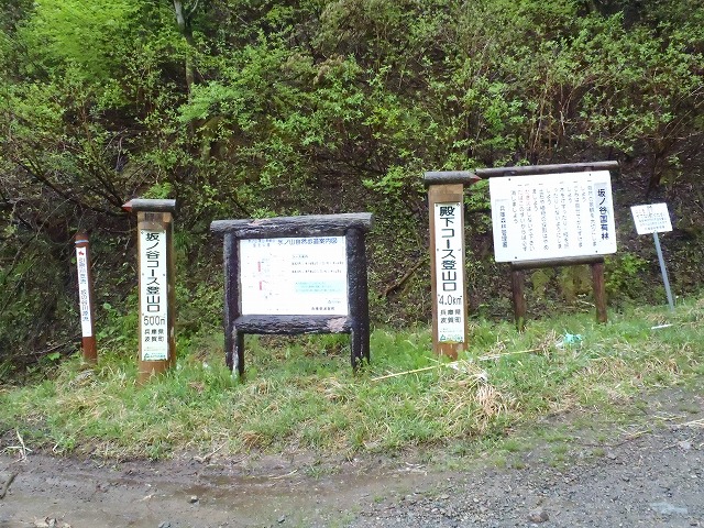 恒例の氷ノ山スズコ(根曲がり竹)採り20100519_c0147398_12573410.jpg