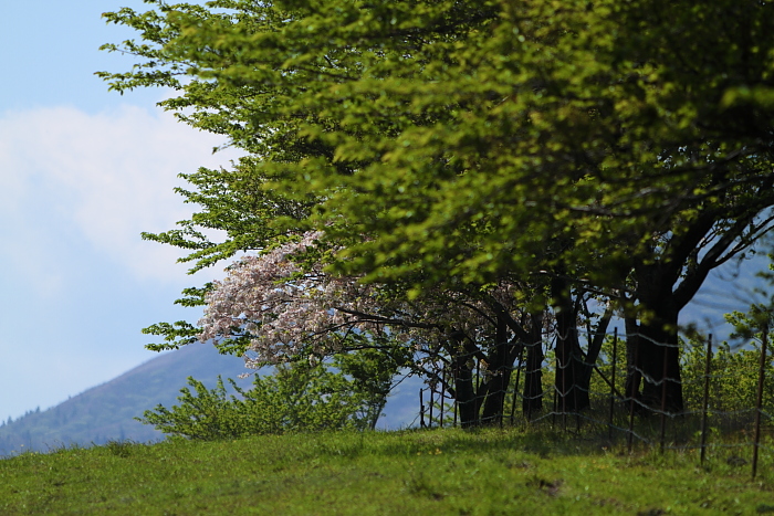新緑の中の遅咲き桜_e0135098_726488.jpg