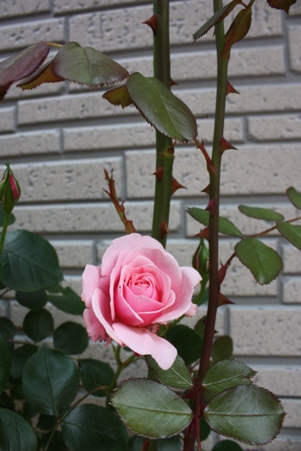 f0181000_8373550.jpg