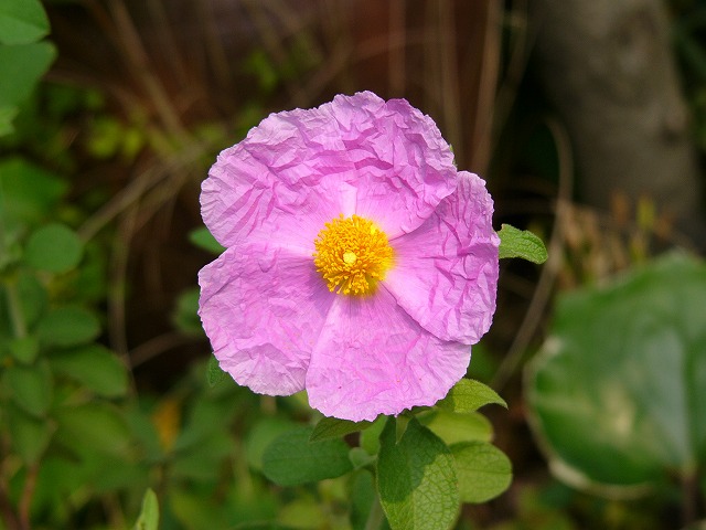 a0123003_2322233.jpg