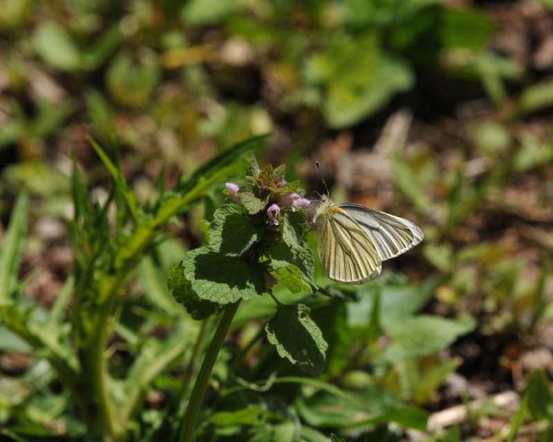 e0103903_20222440.jpg