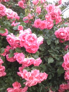 c0023406_8455828.jpg