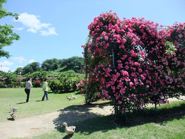 5月２７日　　　東京ドイツ村へ・烏賊とズッキーニとエリンギ炒め_c0067508_22215799.jpg