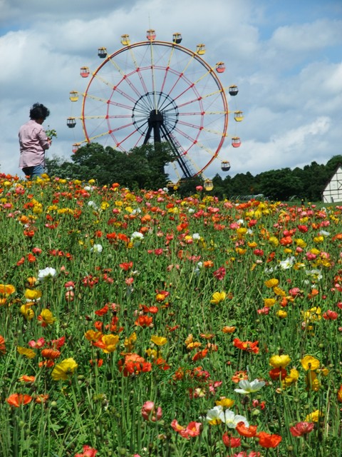 5月２７日　　　東京ドイツ村へ・烏賊とズッキーニとエリンギ炒め_c0067508_22293279.jpg