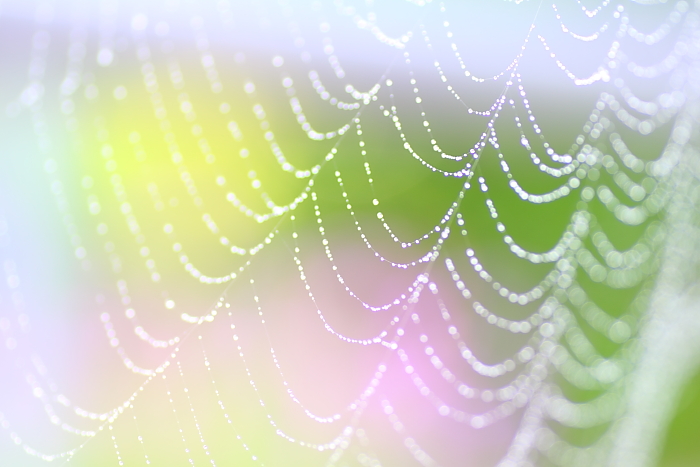 Spider silk_e0140108_20163571.jpg