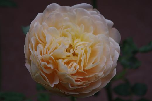 c0147909_7554864.jpg