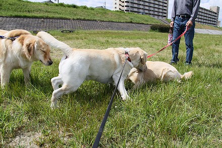 ハッピー君と半年振りの再会_f0191413_1103136.jpg