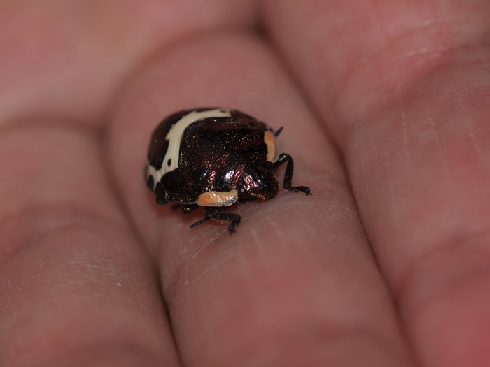 アカスジキンカメムシ　幼虫_c0116915_23494897.jpg