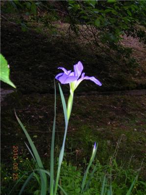 水汲み場の花＆散歩で見かけた近所の花達_e0012724_22465789.jpg