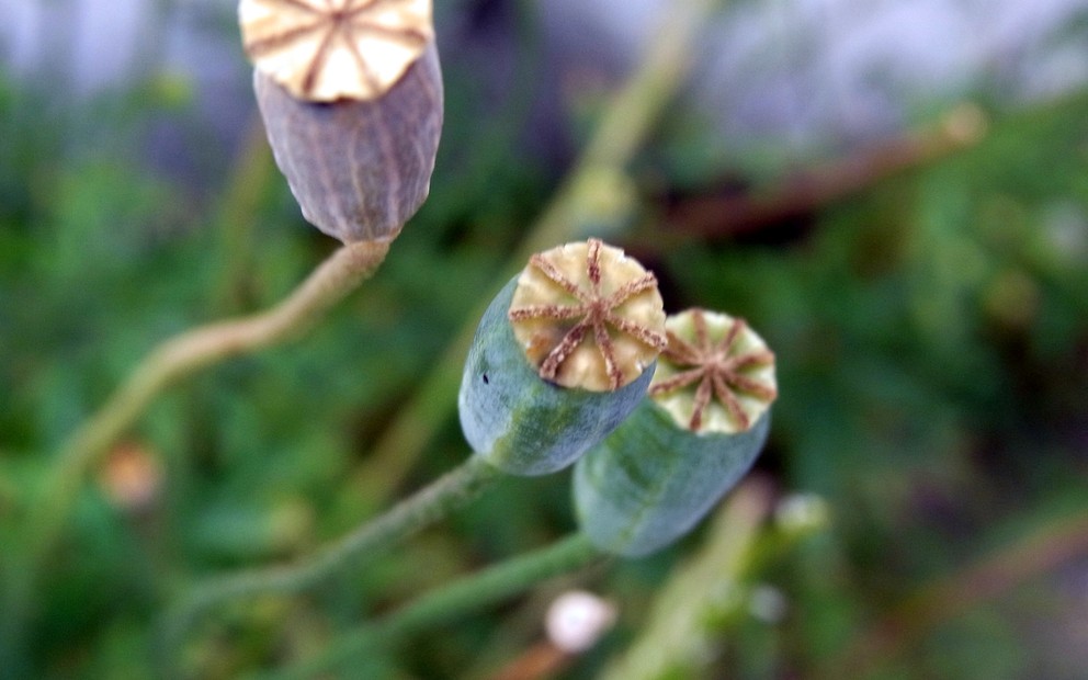 e0059726_9214081.jpg
