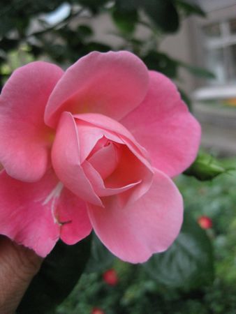 雨露が・・・薔薇に_c0177332_20161999.jpg