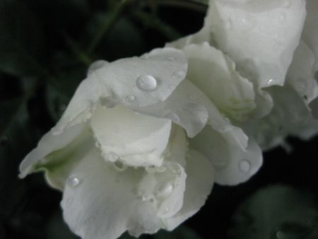 雨露が・・・薔薇に_c0177332_2084917.jpg