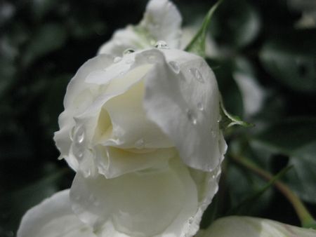 雨露が・・・薔薇に_c0177332_2093431.jpg