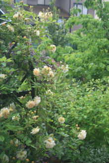 f0002534_21112540.jpg
