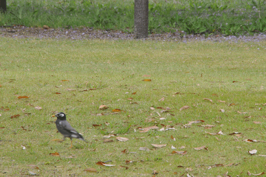c0093046_75195.gif