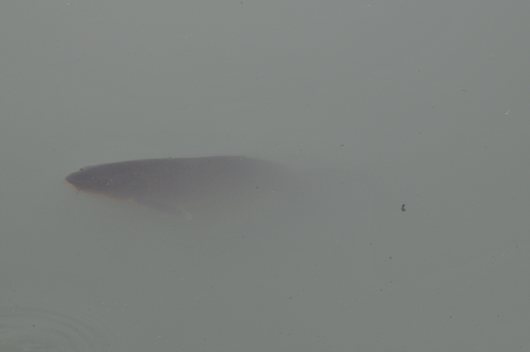 c0093046_754334.gif