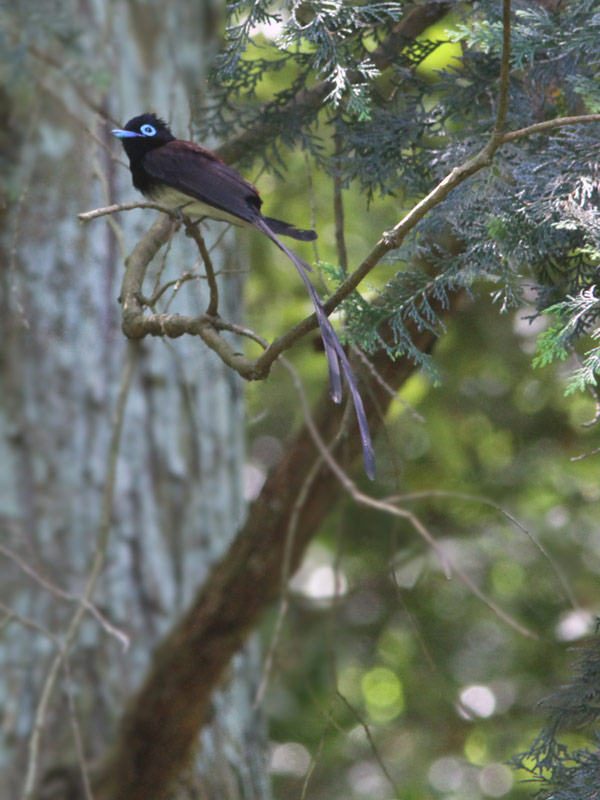 サンコウチョウ_a0170151_22185663.jpg