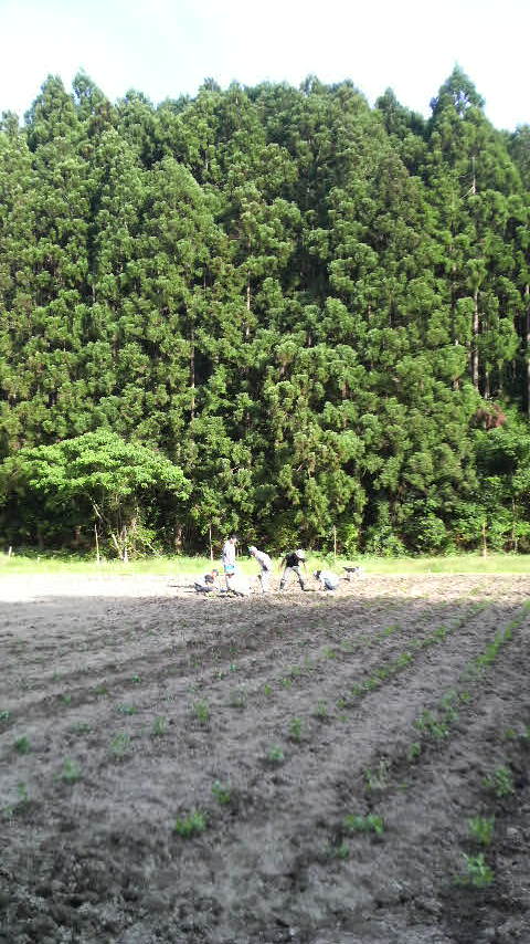 県南での本格的な藍栽培の　始まり始まり！！・・・・・_c0147261_23562277.jpg