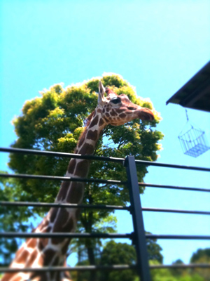 iPhone_b0044363_2211114.jpg