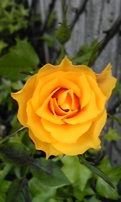 黄色いバラ・・・_e0143667_14293872.jpg