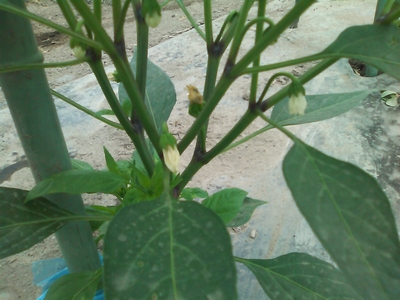 c0166668_8492840.jpg
