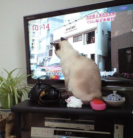 猫とともにＴＶを見る_e0007273_2271831.jpg