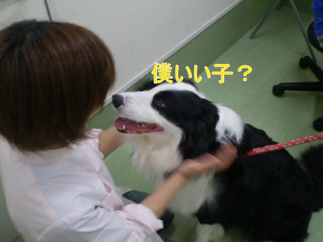 狂犬病注射_e0117976_22535185.jpg