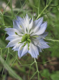 信州産ニゲラ・矢車草・おまけの金梅草 信州産ニゲラ・矢車草・おまけの金梅草 信州産ニゲラ・矢車草・おまけ